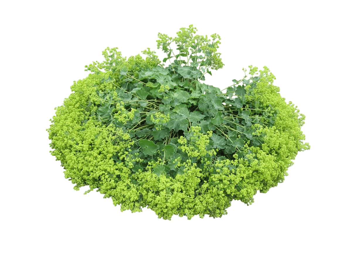 Lady'S Mantle (Alchemilla Mollis) - Perennials