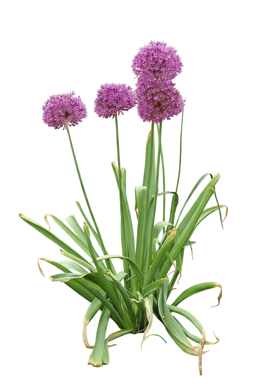 Star Of Persia (Allium Christophii) - Perennials