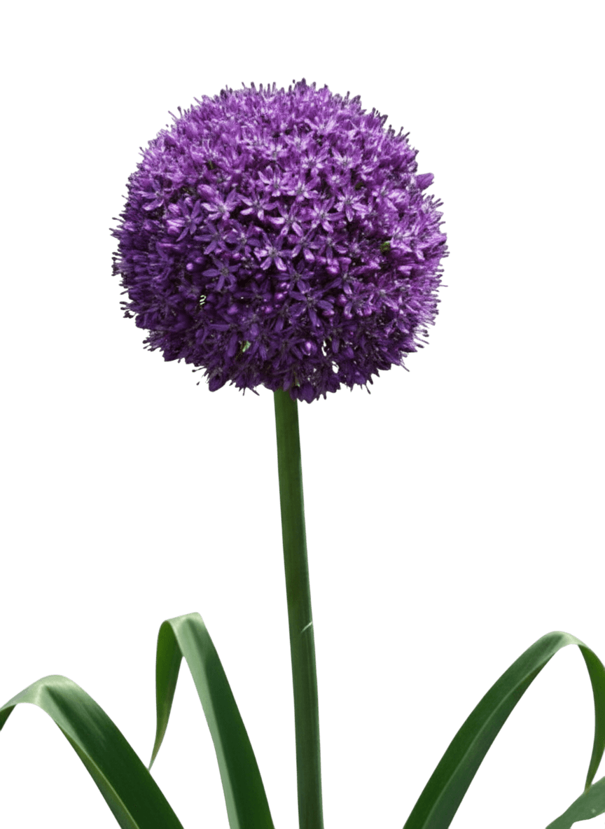Ornamental Onion (Allium 'Ambassador') - Perennials
