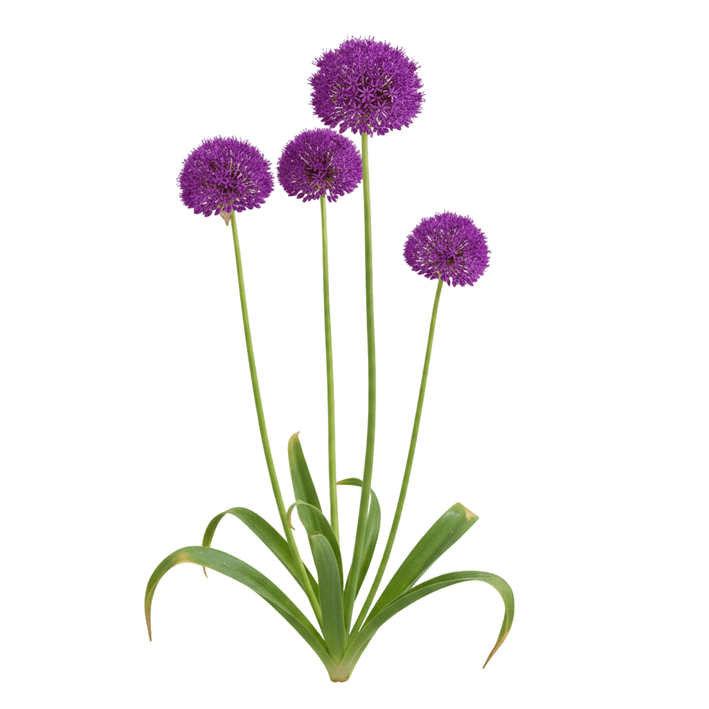 Bobblehead Ornamental Onion (Allium 'Bobblehead') - Perennials