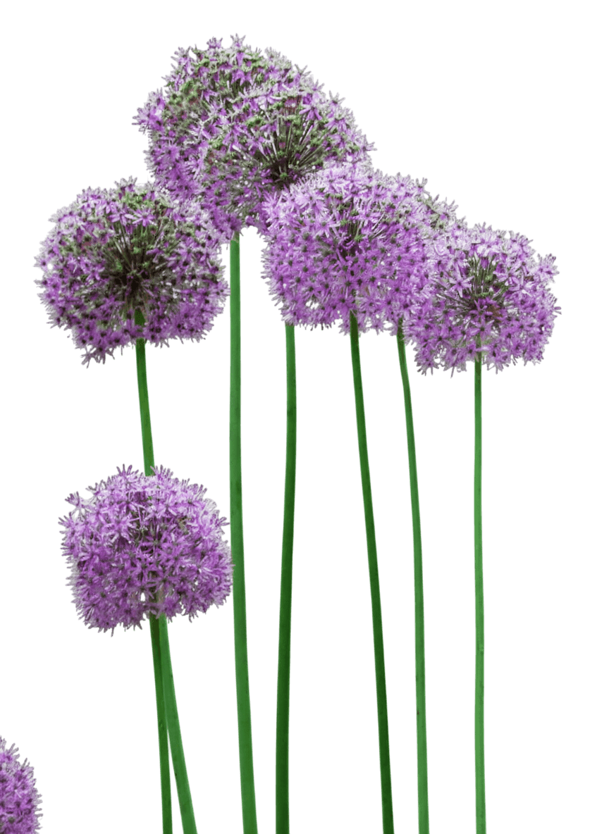 Ornamental Onion (Allium 'Gladiator') - Perennials