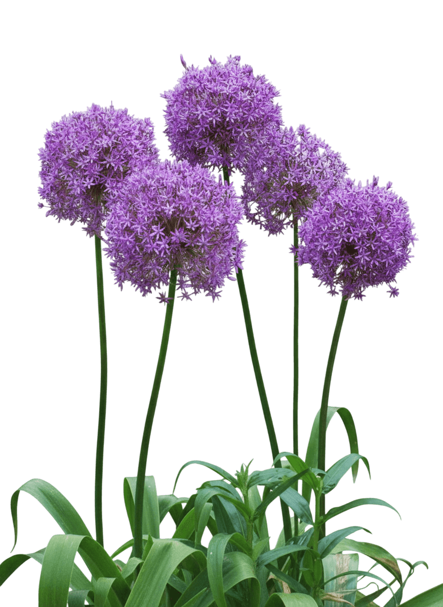 Ornamental Onion (Allium 'Globemaster') - Perennials