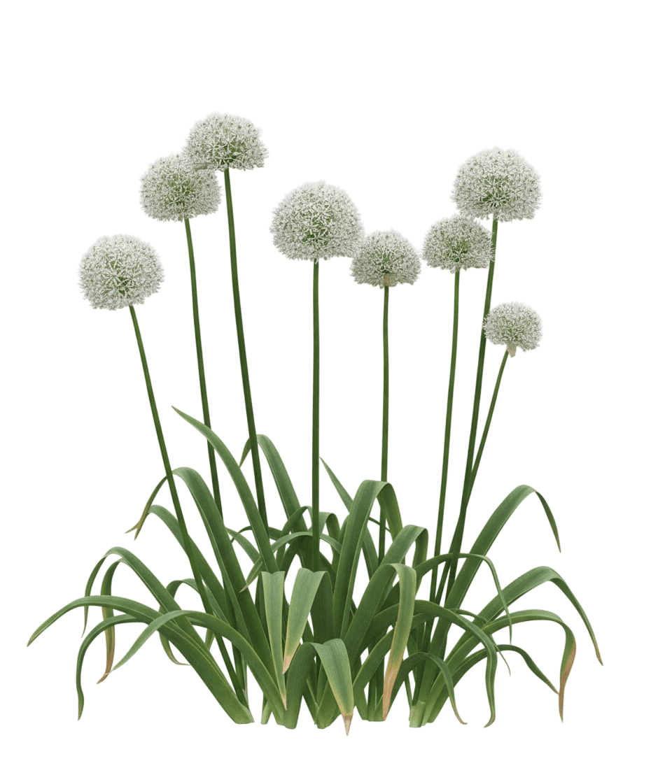 Ornamental Onion (Allium 'Mt. Everest') - Perennials