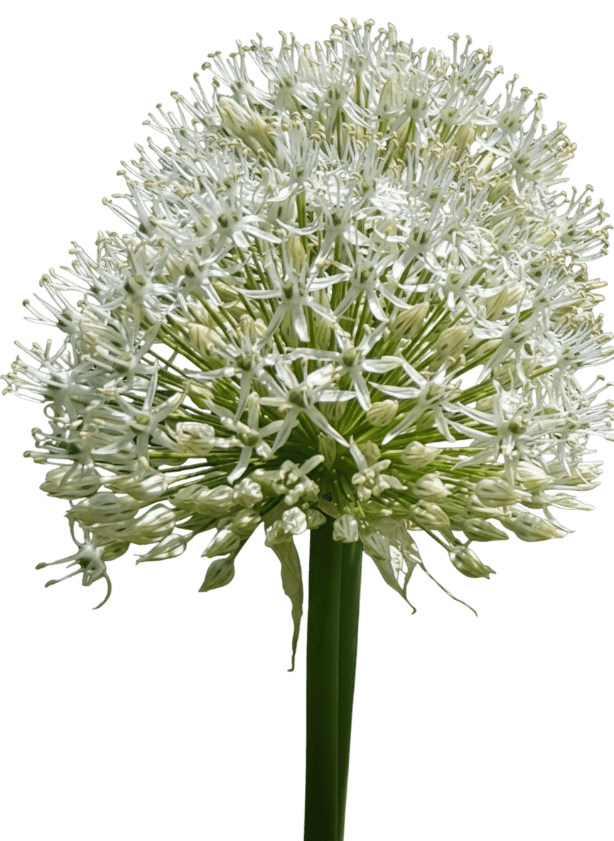 Ornamental Onion (Allium 'White Giant') - Perennials