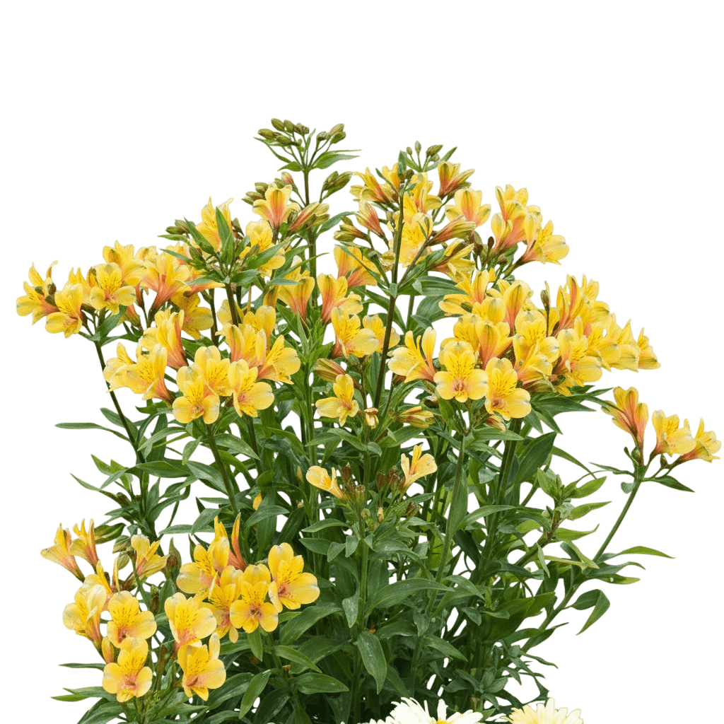 Peruvian Lily (Alstroemeria 'Golden Tiara') - Perennials