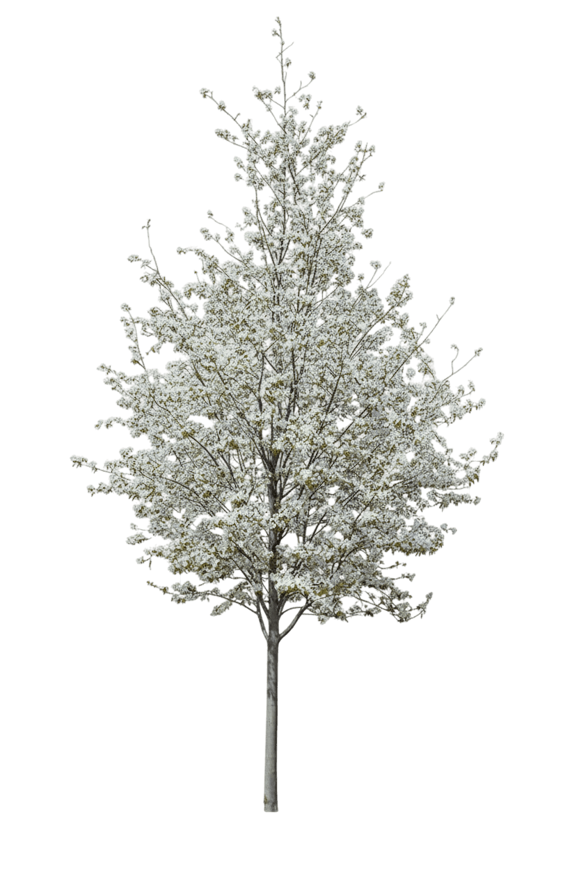 Cumulus Serviceberry Tree Form (Amelanchier Laevis 'Cumulus') - Flowering Trees