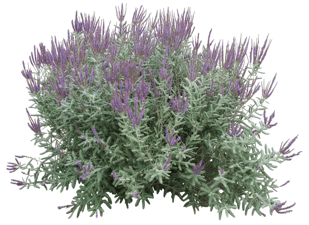 Leadplant, Dwarf (Amorpha Nana) - Ground Layers