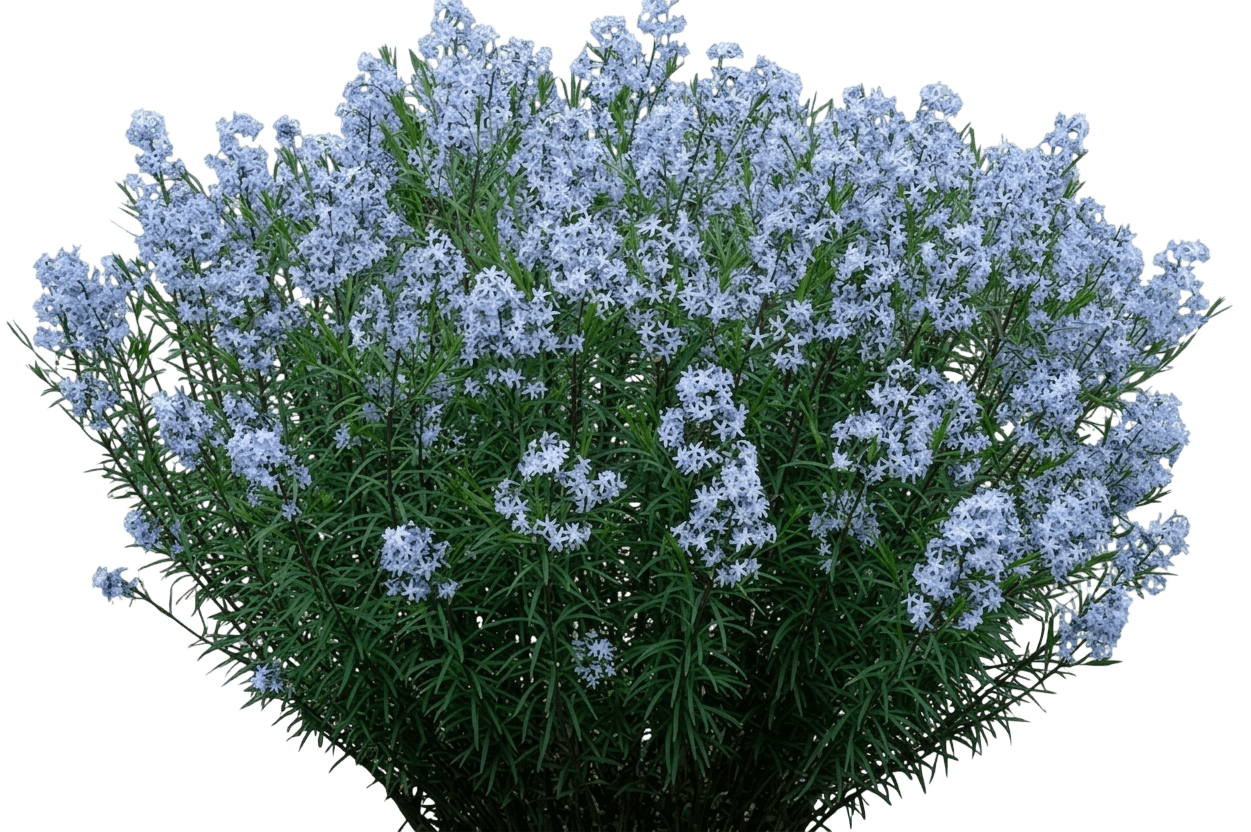 String Theory Blue Star (Amsonia 'String Theory') - Perennials