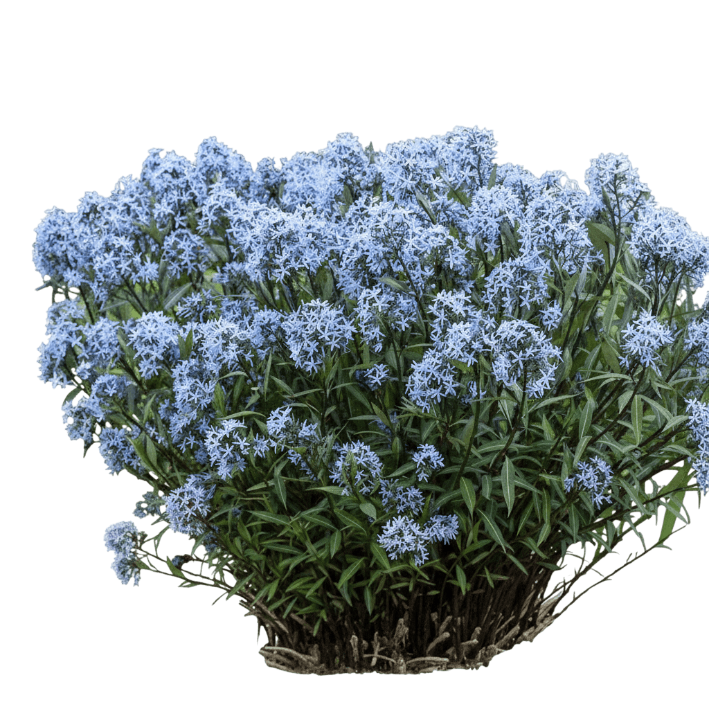 Bluestar (Amsonia X 'Butterscotch™) - Perennials