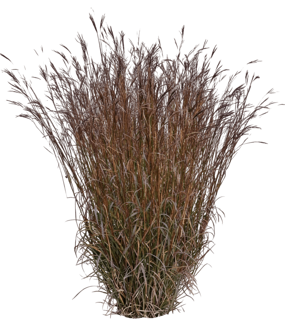Red October Big Blue Stem (Andropogon Gerardii 'Red October') - Grasses