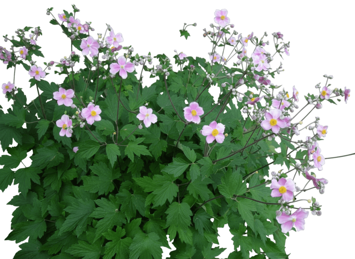 Windflower (Anemone X Hybrida 'September Charm') - Perennials