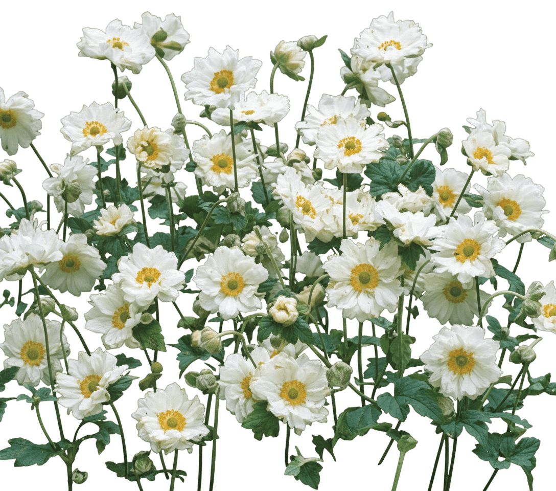Windflower (Anemone X Hybrida 'Whirlwind') - Perennials