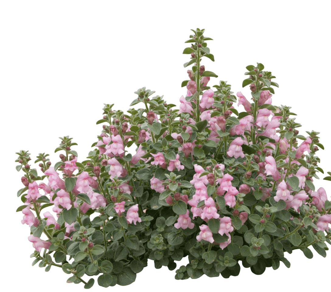 Hardy Snapdragon (Antirrhinum Sempervirens 'P020S') - Perennials