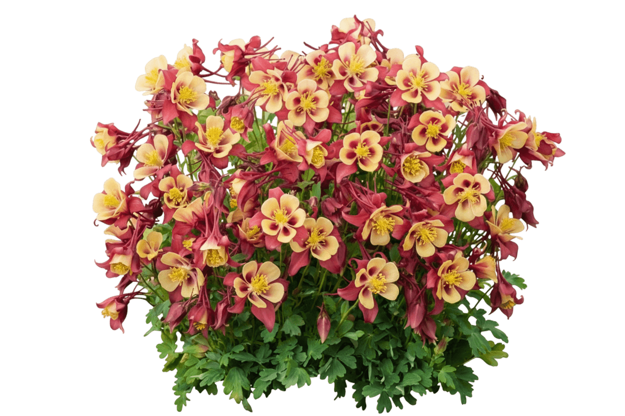 Columbine, Earlybird™ 'Red And Yellow' (Aquilegia, Earlybird 'Red And Yellow') - Perennials