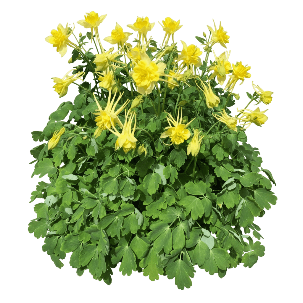 Columbine, 'Sunshine' (Aquilegia Caerulea 'Sunshine') - Perennials