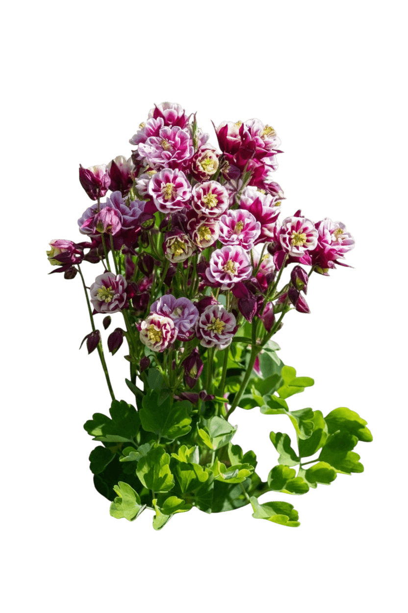 Columbine, Winky Red And White (Aquilegia Caerulea 'Winky Red & White') - Perennials