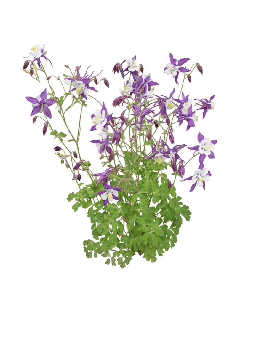 Columbine, Swan Violet And White (Aquilegia 'Swan Violet And White') - Perennials