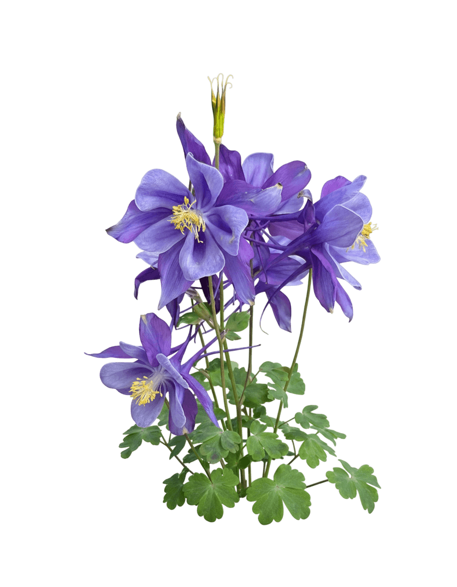 Columbine (Aquilegia Earlybird™ Purple Blue) - Perennials