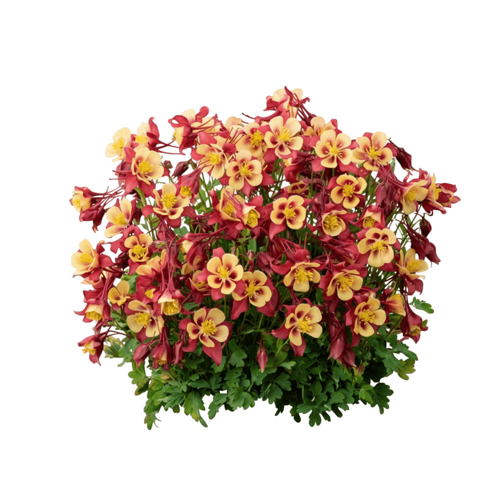 Columbine (Aquilegia Earlybird™ Red Yellow) - Perennials