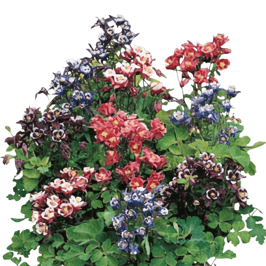 Columbine, Winky Mix (Aquilegia Vulgaris 'Winky Mix') - Perennials
