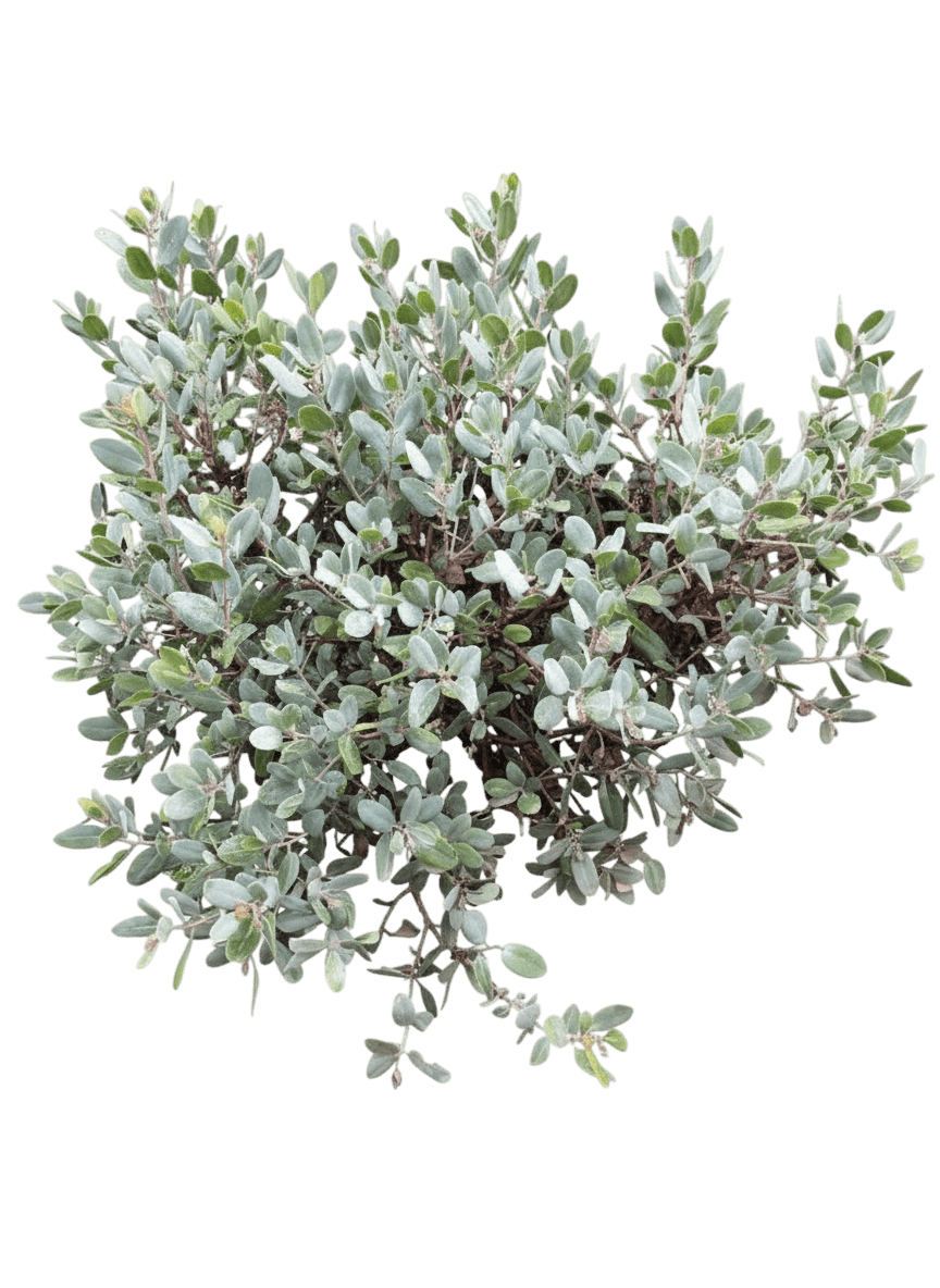 Manzanita, Blue Leaf Patula (Arctostaphylos Patula ‘Blue Leaf’) - Ground Layers