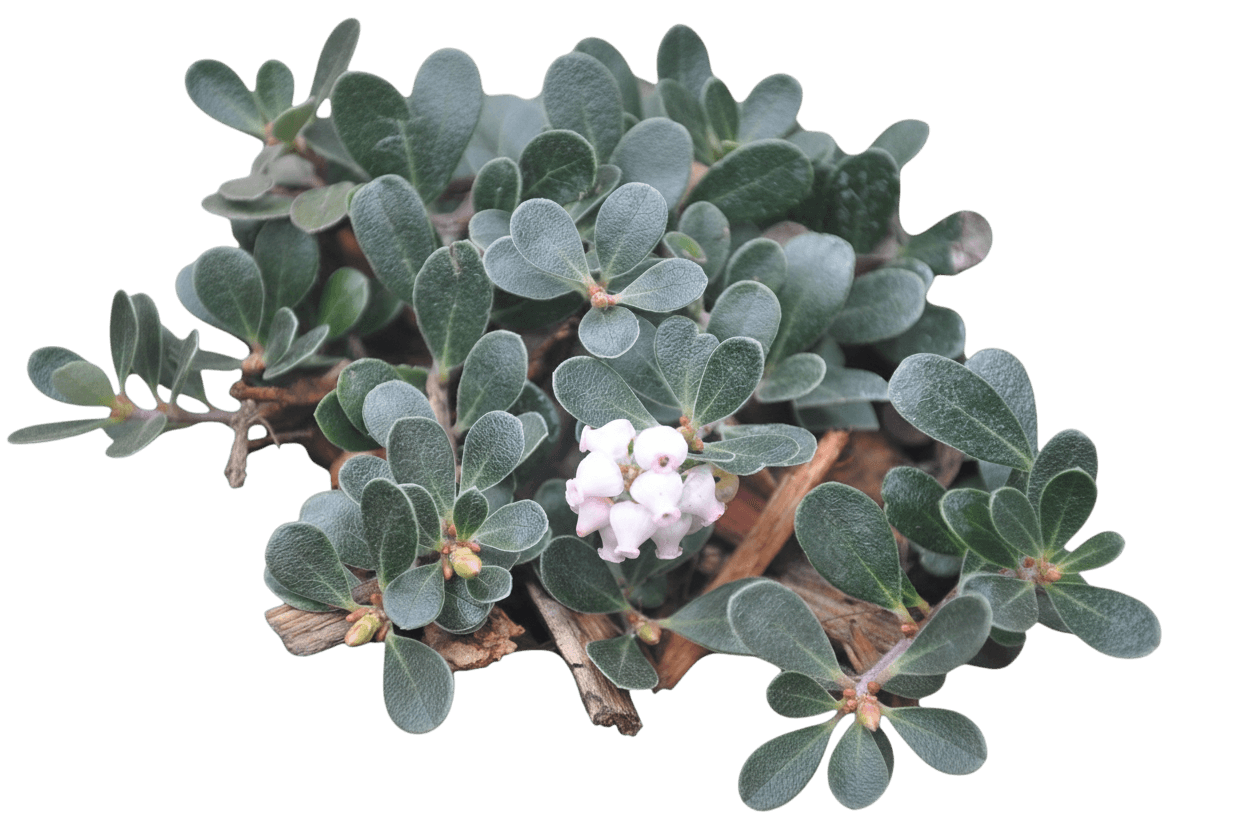 Kinnikinnick, Squeek Point (Arctostaphylos Uva-Ursi ‘Squeek Point’) - Ground Layers