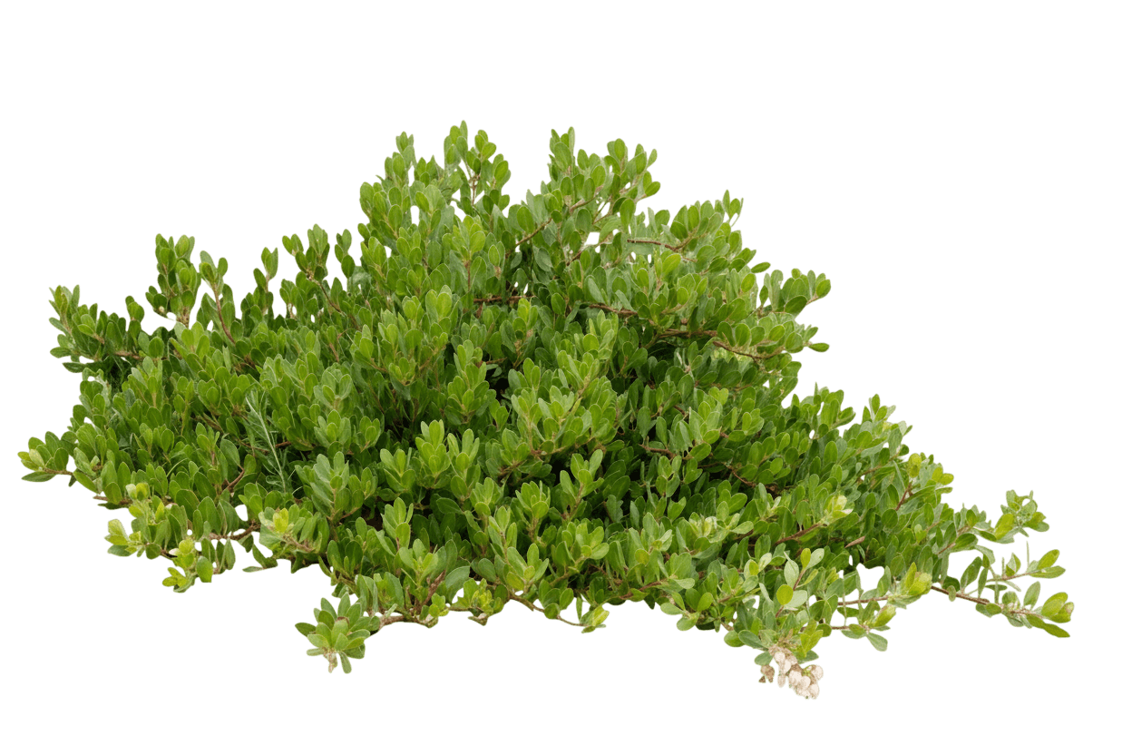 Manzanita, Cascade (Arctostaphylos X Coloradoensis ‘Cascade’) - Ground Layers