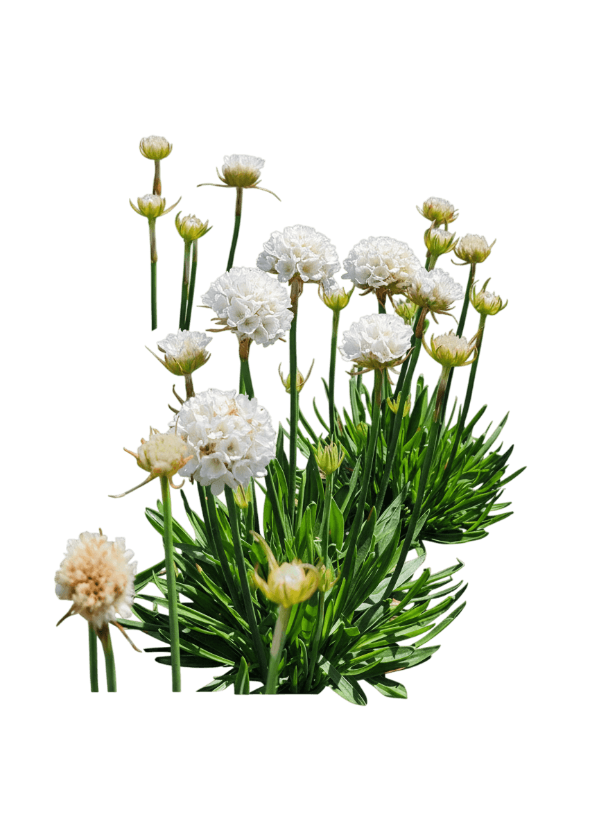 Thrifts, Sea Pinks (Armeria X. Dreameria® 'Dream Clouds') - Perennials