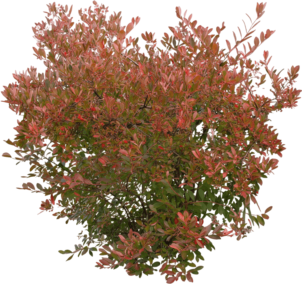 Chokeberry, Brilliant Red (Aronia Arbutifolia 'Brilliantissima') - Ground Layers