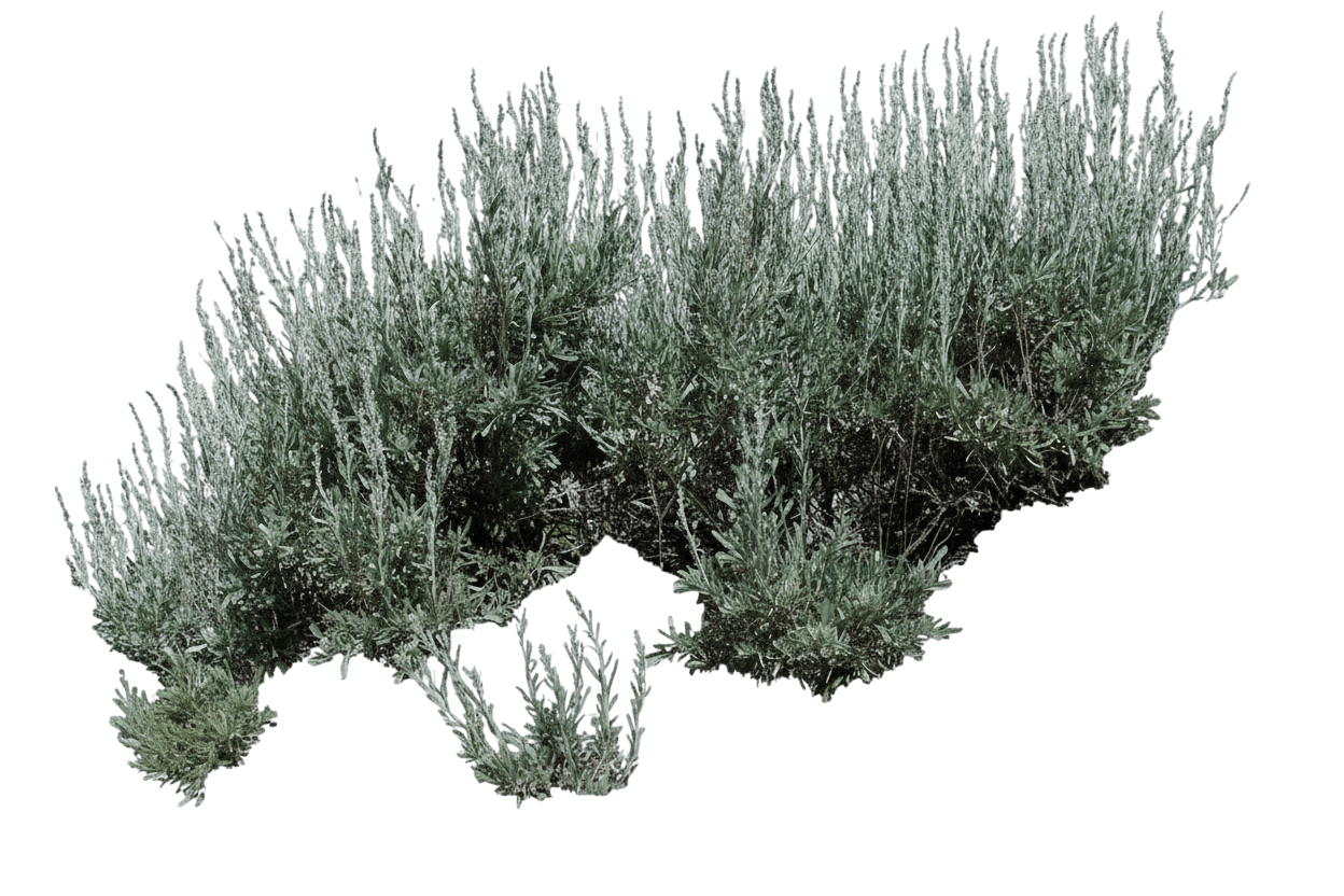 Sage, Tall Western (Artemisia (Seriphidium) Tridentata) - Ground Layers