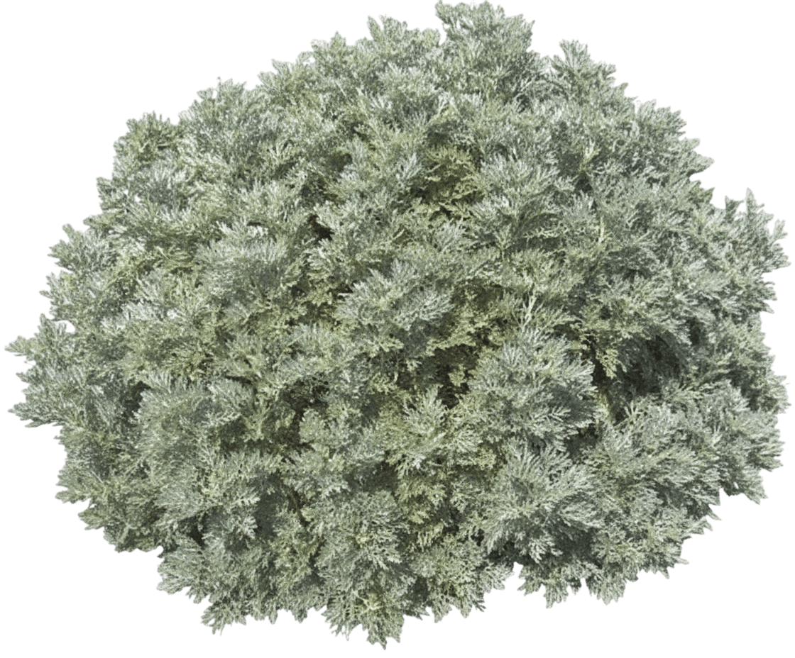 Sage, Powis Castle (Artemisia Arboresens ‘Powis Castle’) - Perennials