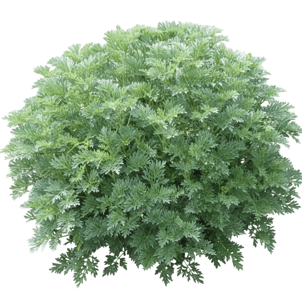 Silver Mound Mugwort (Artemisia Schmiditiana ( ) 'Nana') - Ground Layers