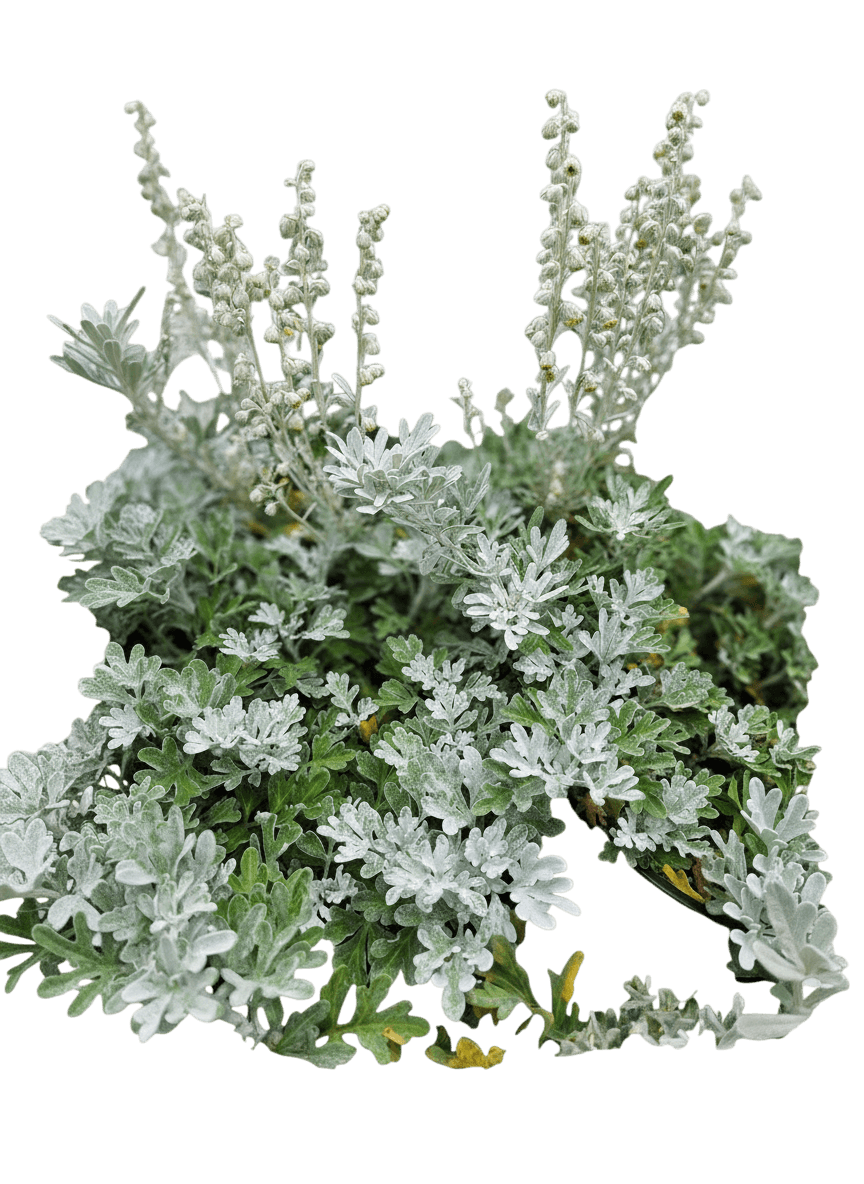 Wormwood 'Silver Brocade' (Artemisia Stelleriana) - Ground Layers