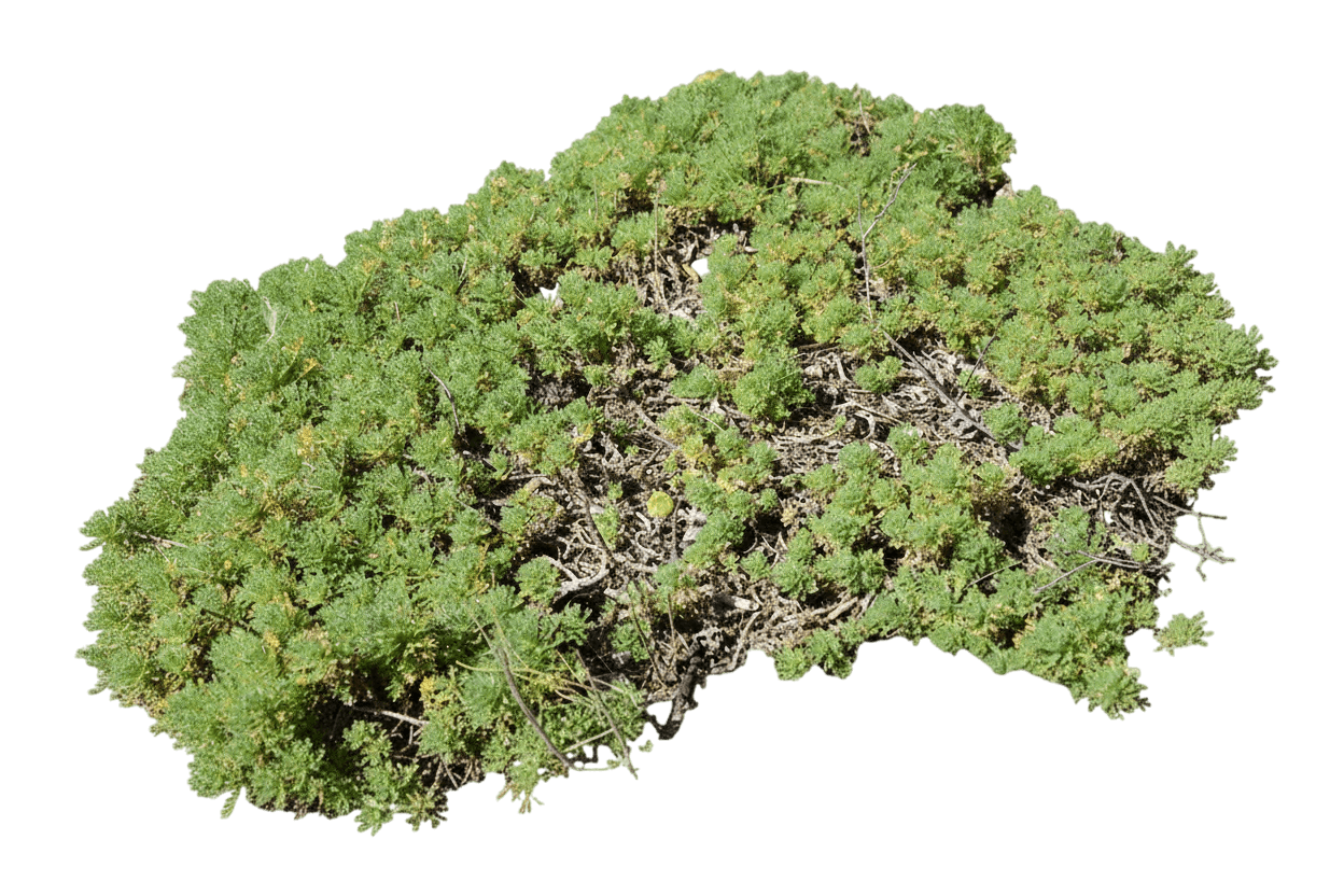 Sage, Tiny Green (Artemisia Virides 'Tiny Green') - Perennials