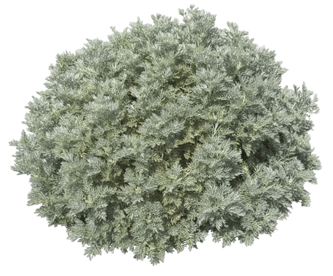 Powis Castle Wormwood (Artemisia X 'Powis Castle') - Perennials