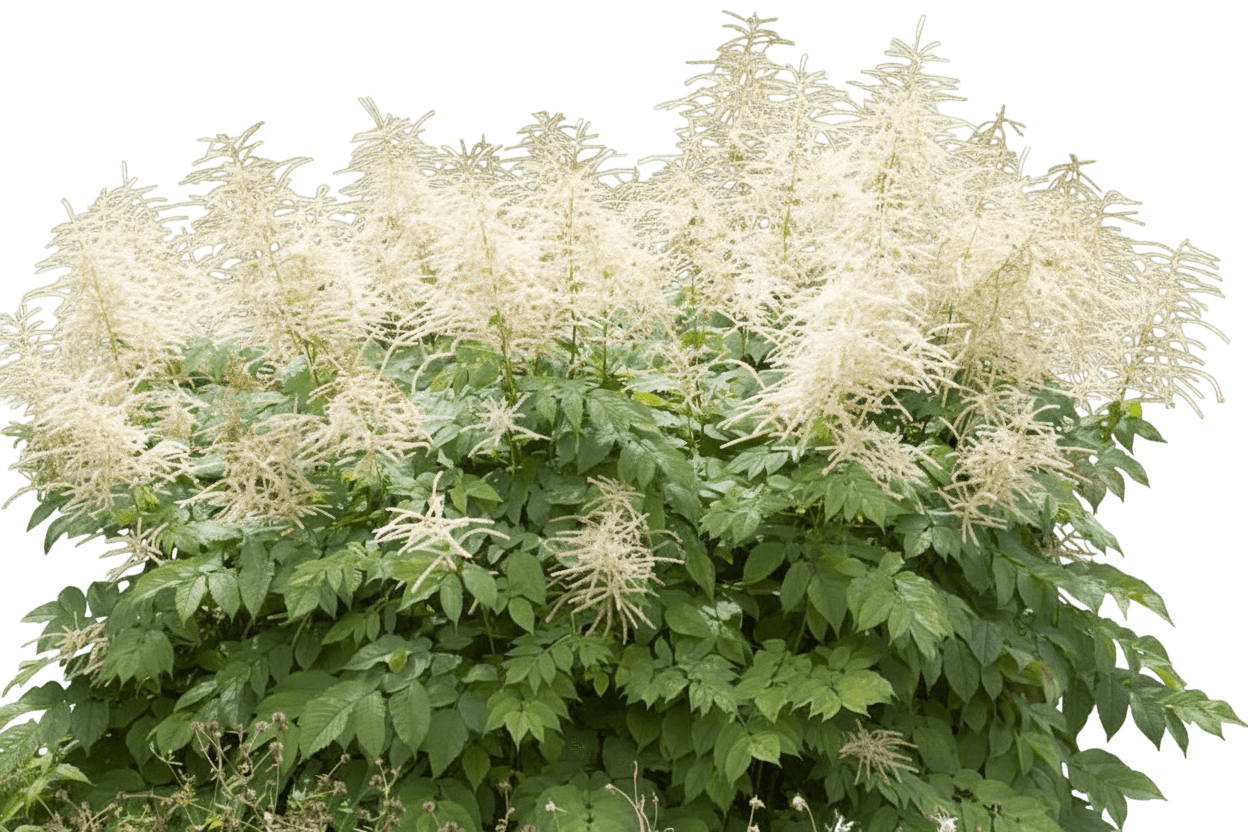 Goatsbeard (Aruncus 'Goatee') - Perennials
