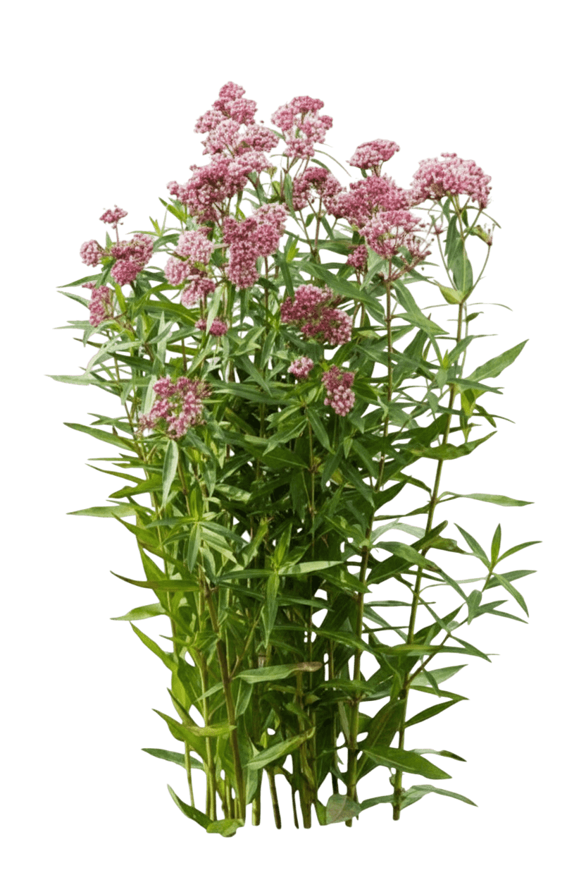 Swamp Milkweed (Asclepias Incarnata 'Soulmate') - Perennials