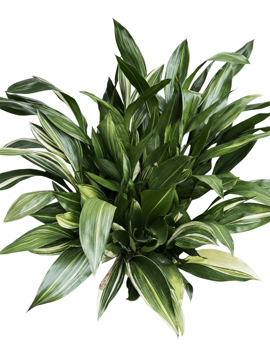 Variegated Cast Iron Plant (Aspidistra Elatior ‘Variegata’) - Indoor Plants