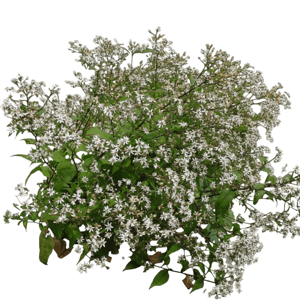 White Wood Aster (Aster Divaricatus) - Perennials