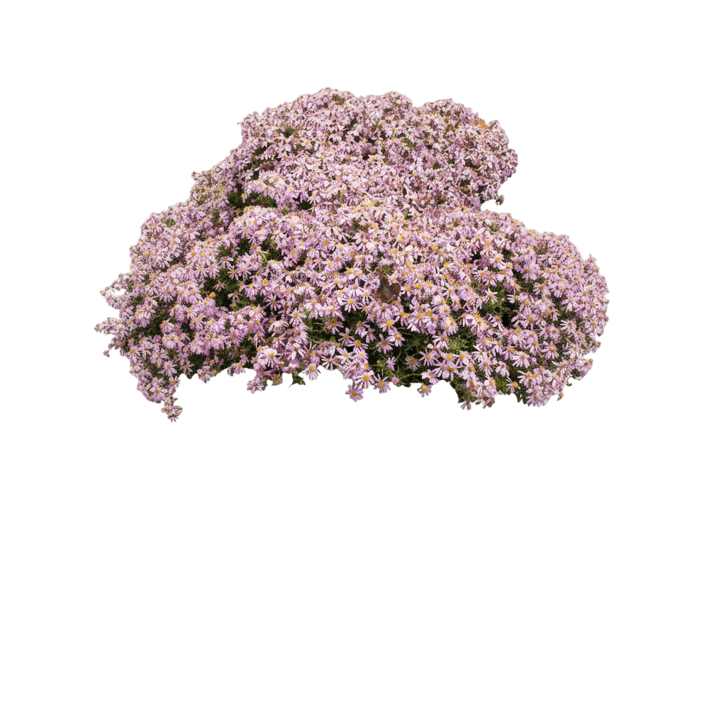 Aster, Wood'S Pink (Aster Dumosus S Pink 'Wood') - Perennials