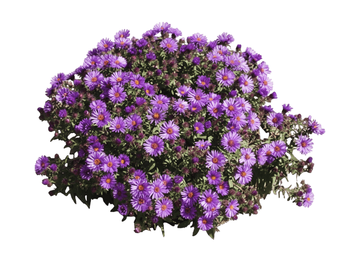 Aster, Wood'S Purple (Aster Dumosus S Purple 'Wood') - Perennials