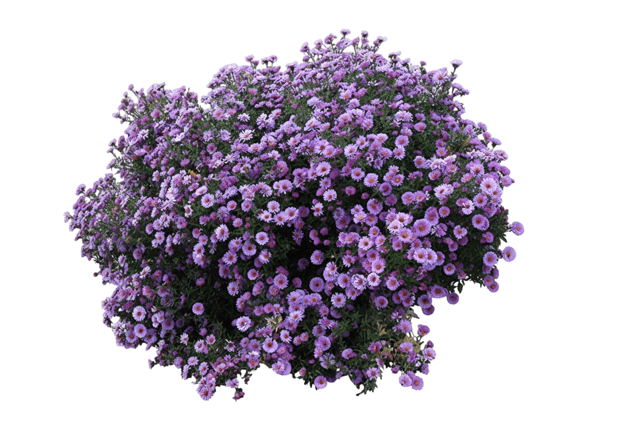 Aster, 'Purple Dome' (Aster Novae-Angilae Purple Dome) - Perennials