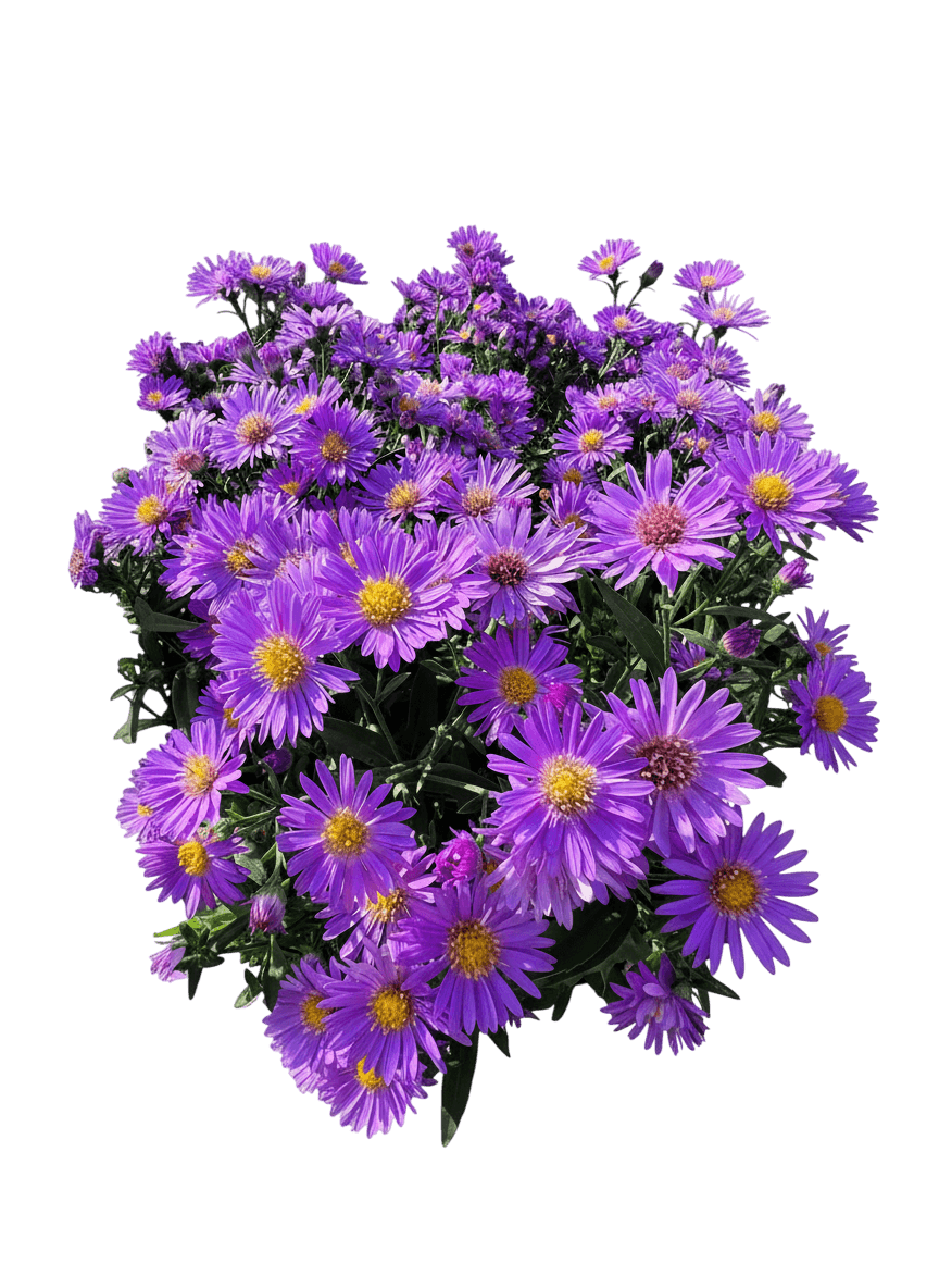 Aster, 'Wood'S Purple' (Aster X Dumosus S Purple 'Wood') - Perennials
