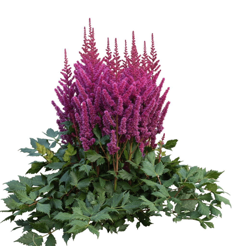 False Spirea (Astilbe Arendsii 'Fanal') - Perennials