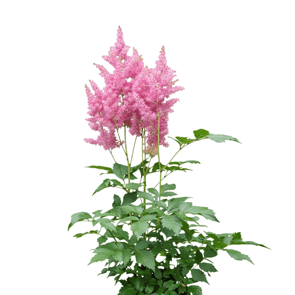 False Spirea, Grande (Astilbe Arendsii 'Grande') - Perennials