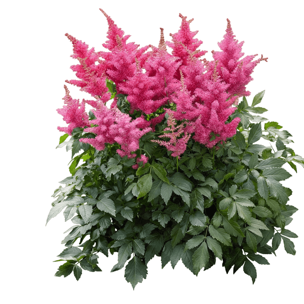 Vision In Pink Astilbe (Astilbe Chinensis) - Perennials