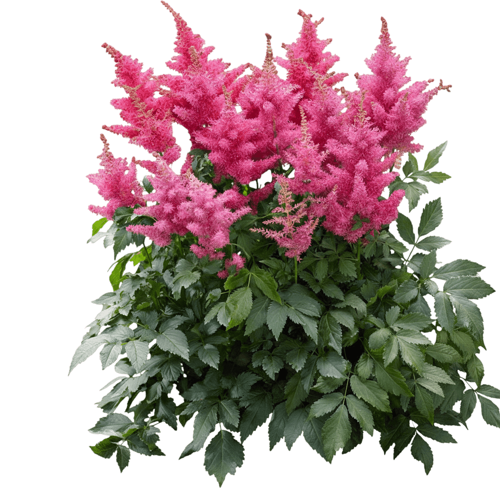 Maggie Daley Astilbe (Astilbe Chinensis 'Maggie Daley') - Perennials
