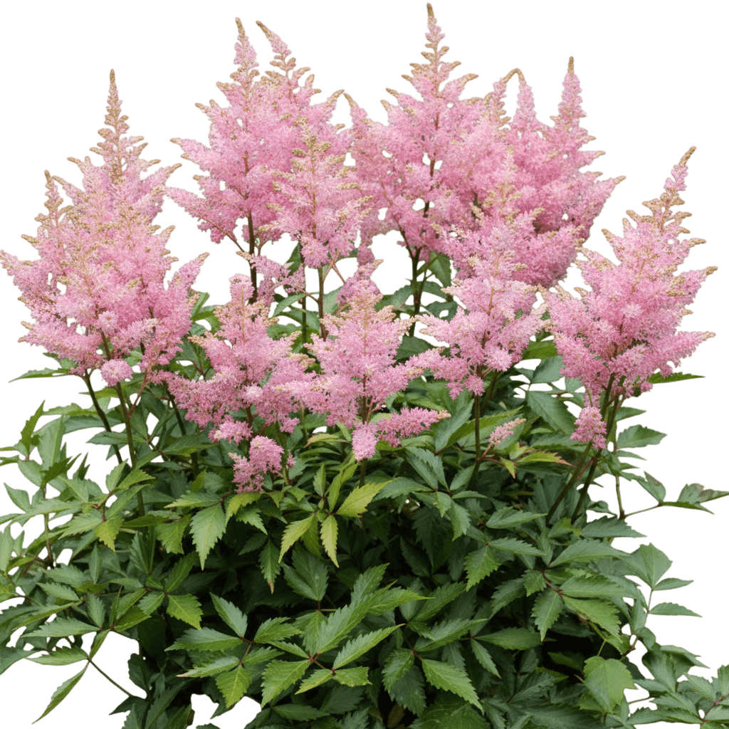 False Spirea, Pink (Astilbe Chinensis 'Pink') - Perennials