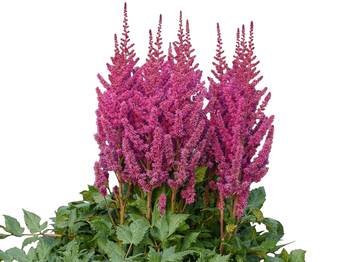 Purple Candles Astilbe (Astilbe Chinensis 'Purple Candles') - Perennials