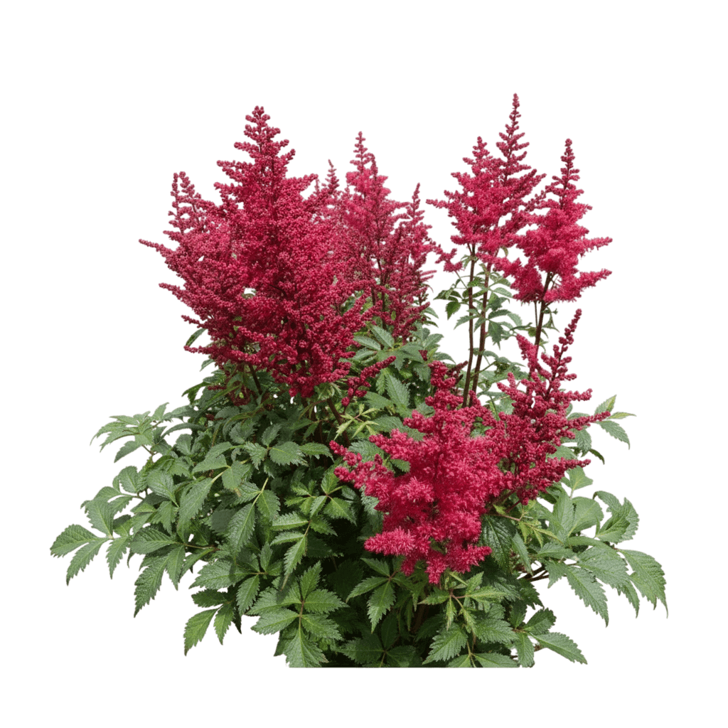 False Spirea, Red (Astilbe Chinensis 'Red') - Perennials